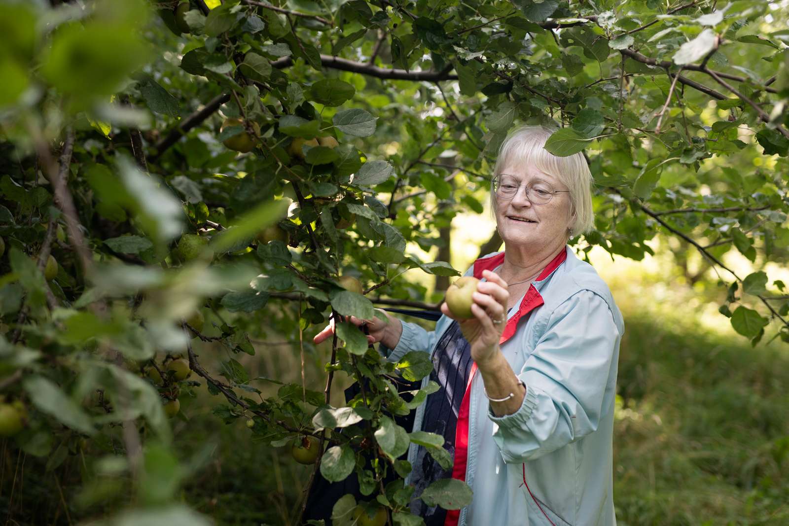 Billede af kvinde, der plukker et æble.